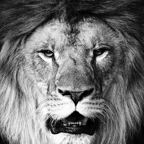 Lion's Roar (Lion Roaring) Cover Art Blurred Background