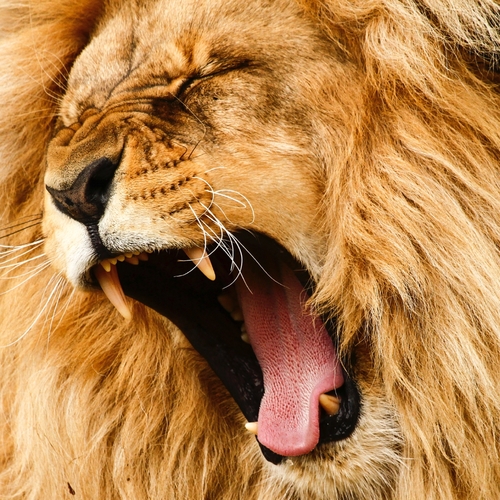 Lion (Roar) Cover Art Blurred Background