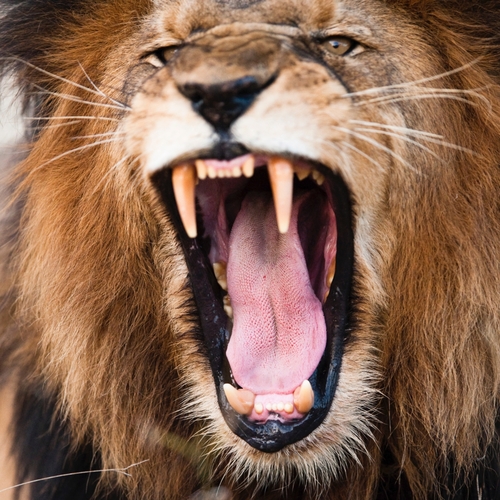 Lion Roaring (Lion's Roar) Cover Art Blurred Background