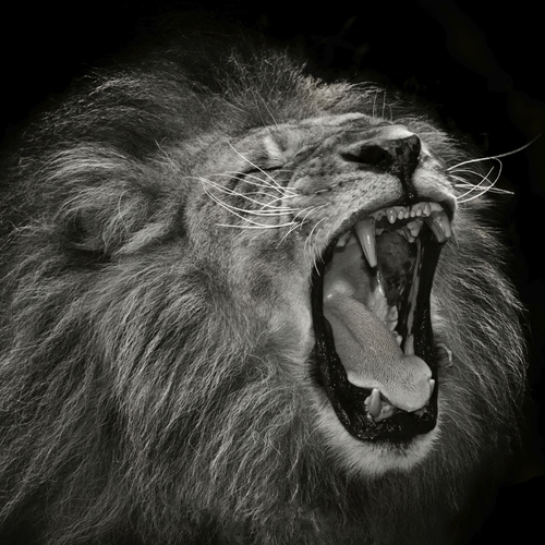 Roaring Lions (Lion Roar) Cover Art Blurred Background