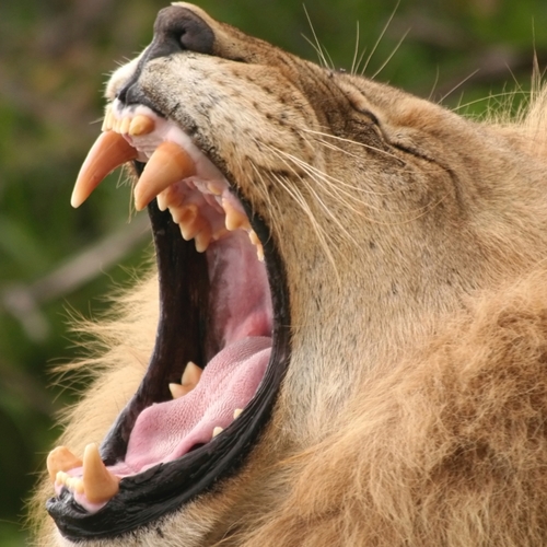 Lions Roaring (Lion Roar) Cover Art Blurred Background