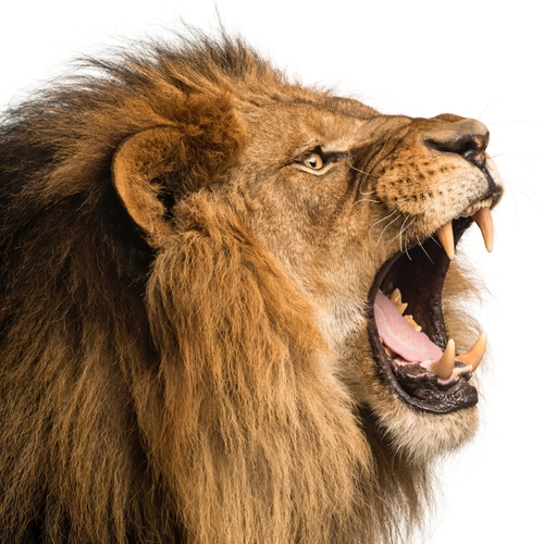 Lion's Roar (Roaring Lion) Cover Art Blurred Background