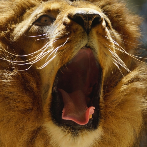 Lion's Lion (Lions Roaring) Cover Art Blurred Background