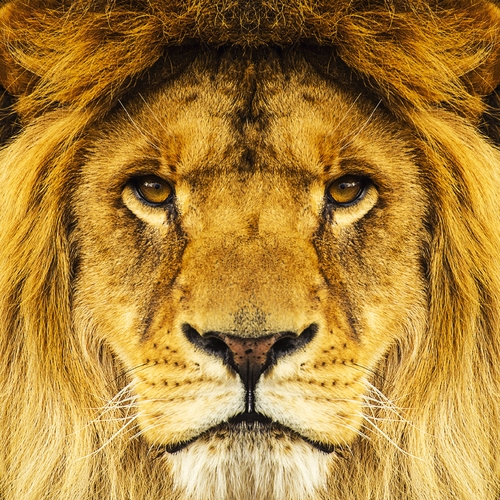 King Lion (Jungle Lions) Cover Art Blurred Background