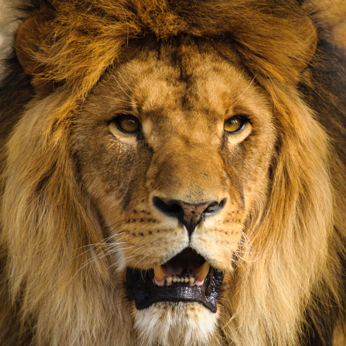 Lion (Lions Roar) Cover Art Blurred Background