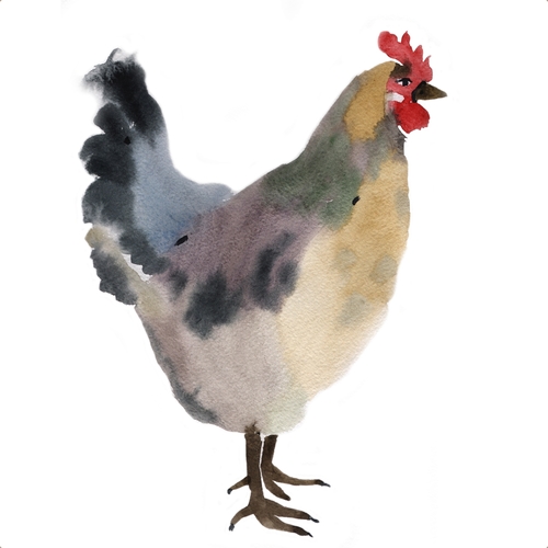 Clucking Chicken Cover Art Blurred Background