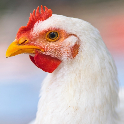 Chicken Cover Art Blurred Background