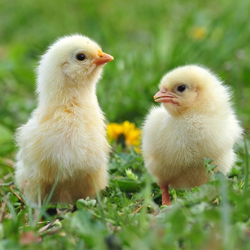 Baby Chicks Chirping (Chickens) Cover Art Blurred Background