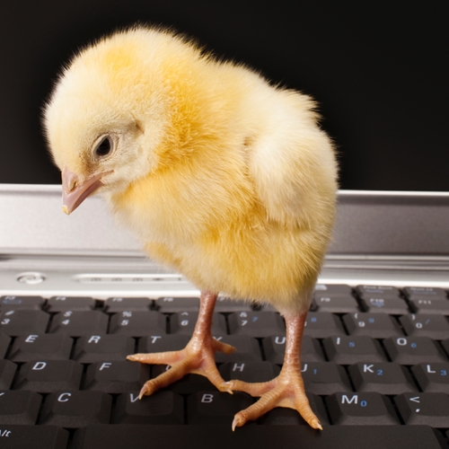 Baby Chickens (Baby Chicks Chirping) Cover Art Blurred Background