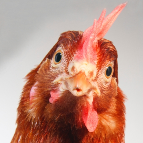 Chickens Cover Art Blurred Background