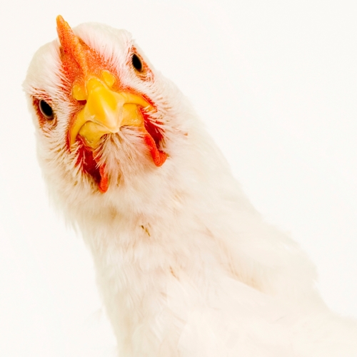 Chicken (Chickens Clucking) Cover Art Blurred Background