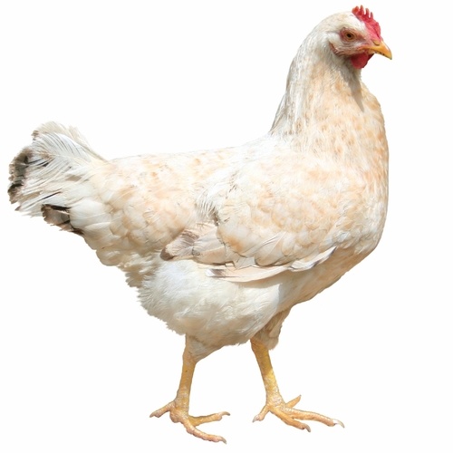 Clucking Chicken (Chickens Chirping) Cover Art Blurred Background