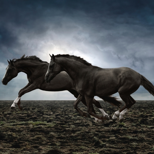 Horse (Neighing) Cover Art Blurred Background