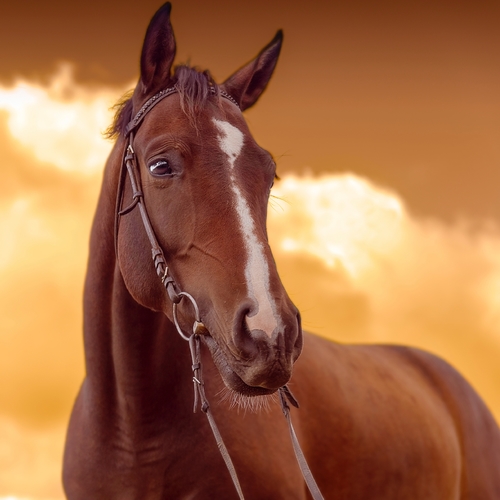 Horse Cover Art Blurred Background