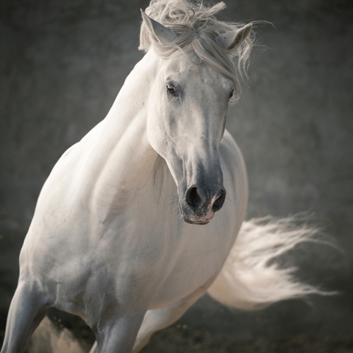 Horses (Horse Neighing) Cover Art Blurred Background