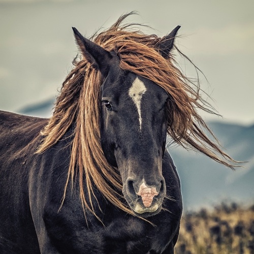 Horses Cover Art Blurred Background