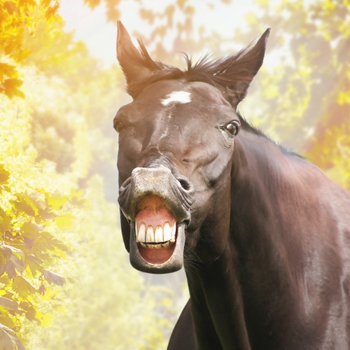 Horse (Neighing & Whining) Cover Art Blurred Background