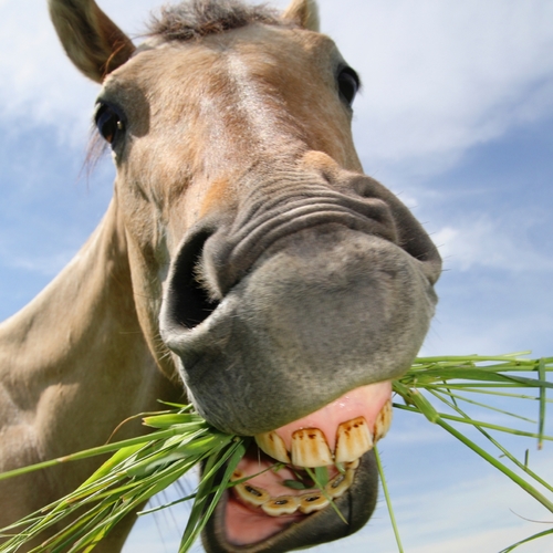 Horse Neigh (Horses Neighing) Cover Art Blurred Background