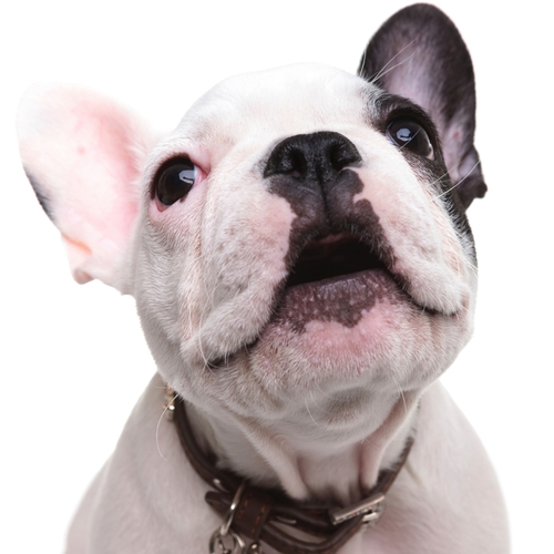 Dog Barking Cover Art Blurred Background