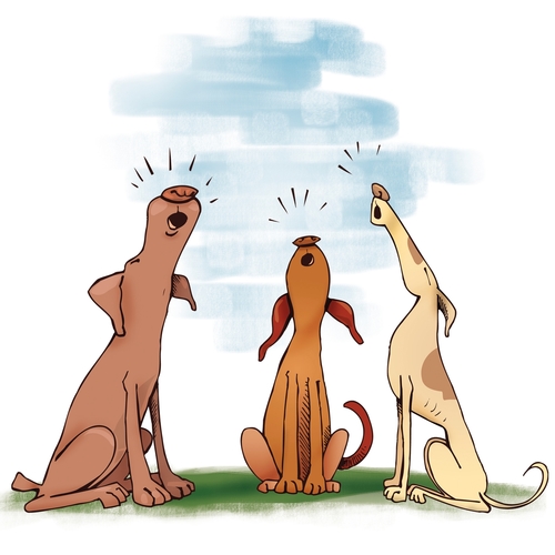 Dogs Barking Cover Art Blurred Background