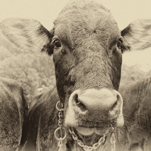 Cow Moo Cover Art Blurred Background