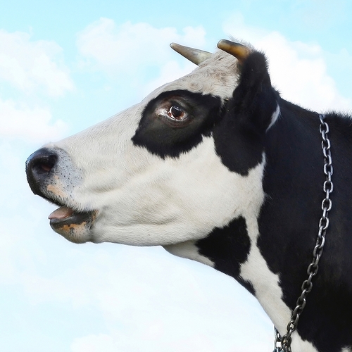 Moo Cow Cover Art Blurred Background