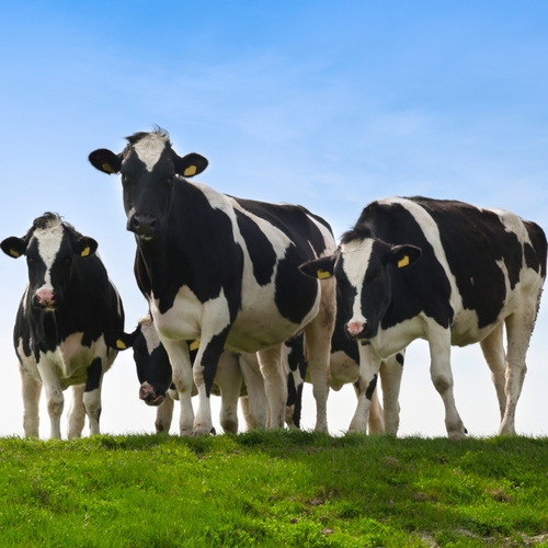 Cows Mooing (Moo Cow) Cover Art Blurred Background