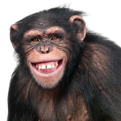 Monkey Cover Art Blurred Background