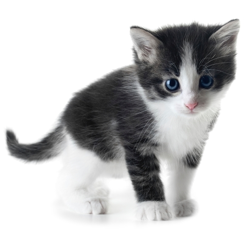 Cat Meowing (Kitty Cat Meow) Cover Art Blurred Background
