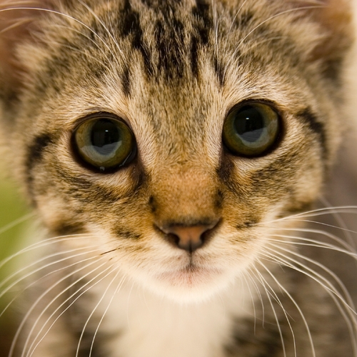 Soft & Sweet Kitty Cats Meow (Cat Meowing) Cover Art Blurred Background