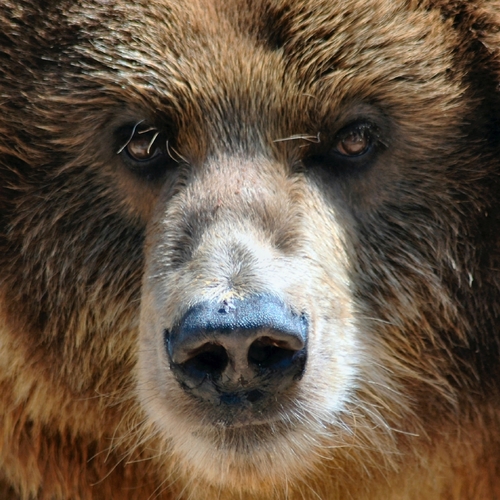 Bear Growl Cover Art Blurred Background