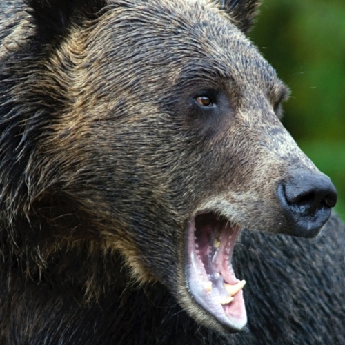 Bears Growling (Bear Growl) Cover Art Blurred Background