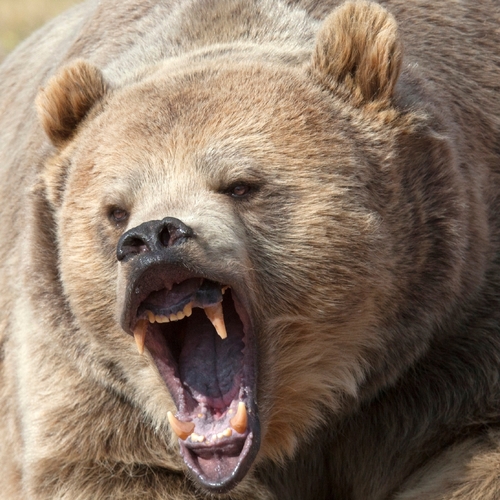 Growling Bears (Bear Growl) Cover Art Blurred Background