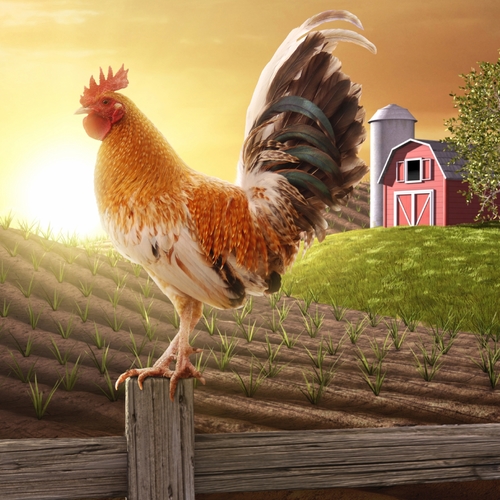 Rooster Cover Art Blurred Background