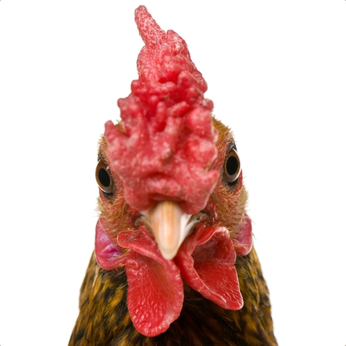Rooster Wake Up Call (Annoying Alarm) Cover Art Blurred Background