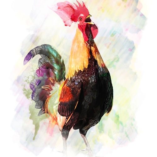 Rooster Crowing (Rooster Crow) Cover Art Blurred Background