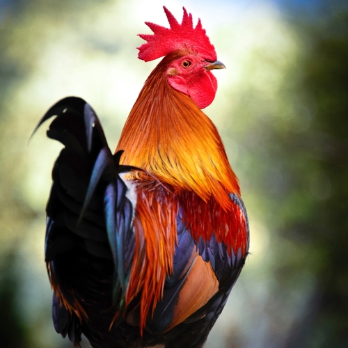 Rooster Wake Up Call Cover Art Blurred Background
