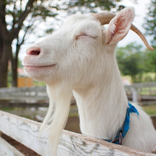 Goats (Goat Sounds) Cover Art Blurred Background