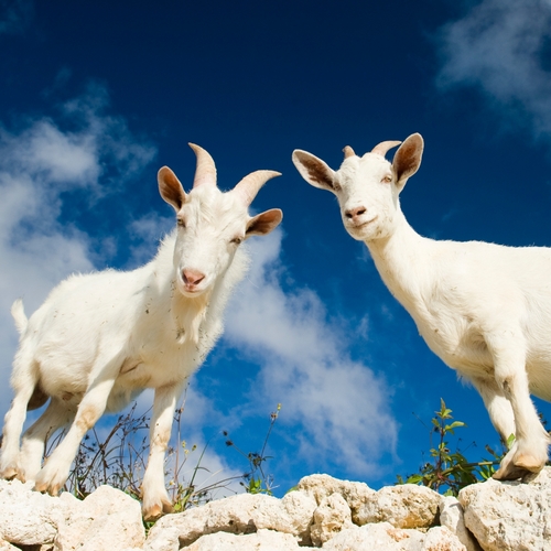 Goat Alarm (So You Know Exactly Who Is Calling) Cover Art Blurred Background