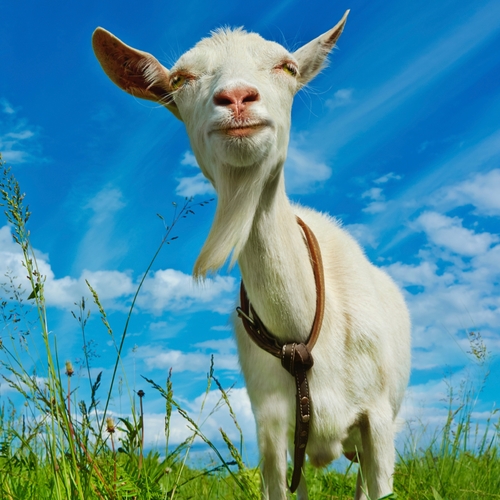 Goat Scream Cover Art Blurred Background