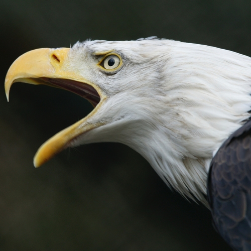 Scary Hawk (Eagle Screech) Cover Art Blurred Background