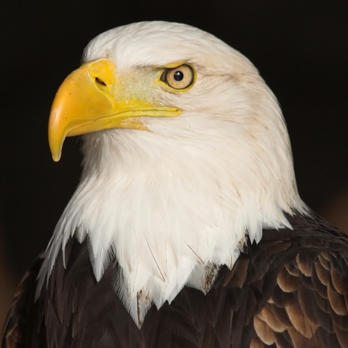 Eagle Screech (Amazing Hawk) Cover Art Blurred Background
