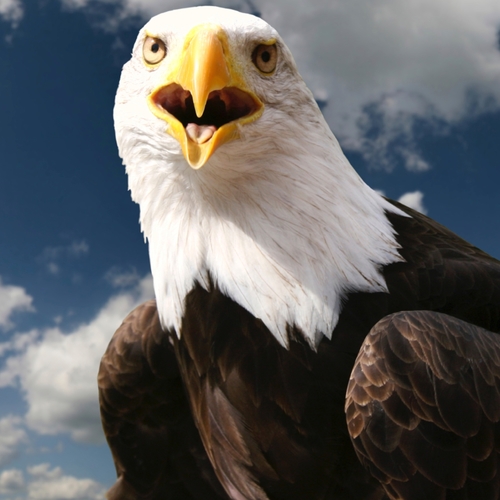 Eagle Screech (Real Eagles Calling) Cover Art Blurred Background