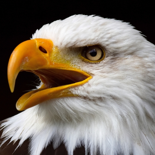 Eagle Call Cover Art Blurred Background