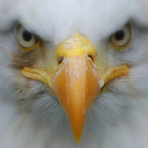 Scary Eagle (Hawk Screech) Cover Art Blurred Background
