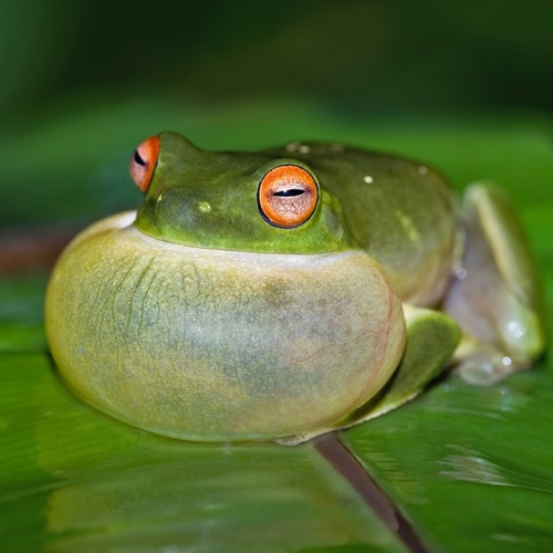 Frog (Bull Frog Ribbit) Cover Art Blurred Background
