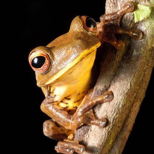 Frogs Croaking (Frog Croak) Cover Art Blurred Background