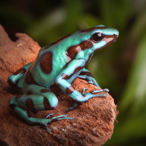 Frog (Nature Sounds) Cover Art Blurred Background