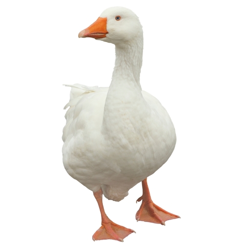 Goose Cover Art Blurred Background