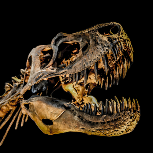 T Rex Roar (T-Rex Roaring) Cover Art Blurred Background